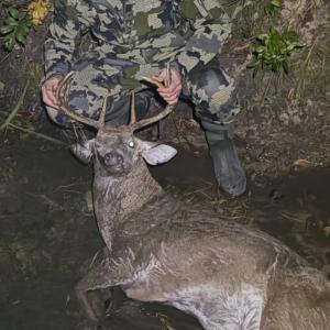 Whitetail Deer Harvest Image #10