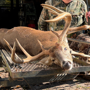 Whitetail Deer Harvest Image #3