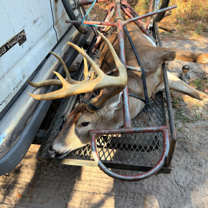 Whitetail Deer Harvest Image #5