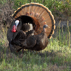Spring Turkey Harvest Image #5