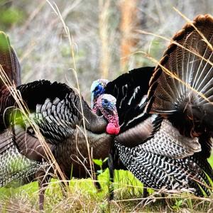 Spring Turkey Harvest Image #3